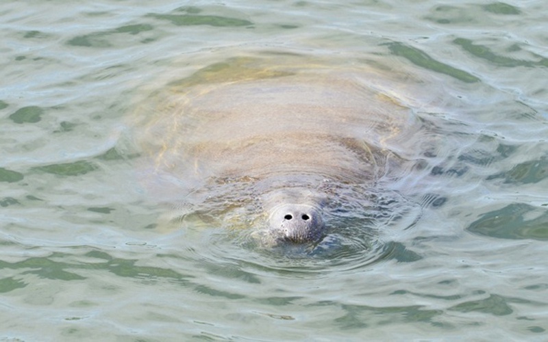 Manatee